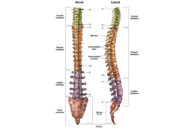 Spinal Anatomy