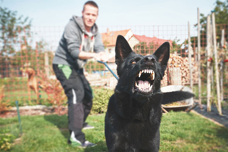 dog bite injury lawyers